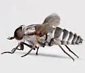 Tabanus nigripes - photo 3