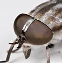 Tabanus nigripes - photo 4
