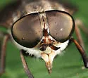 Tabanus nigripes - photo 5