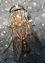Tabanus novaescotiae - Tabanus novaescotiae