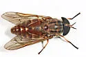 Tabanus novaescotiae - photo 2