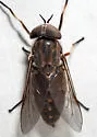 Tabanus novaescotiae - photo 4