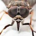 Tabanus novaescotiae - photo 5