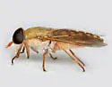 Tabanus pallidescens - Tabanus pallidescens