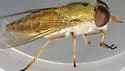 Tabanus pallidescens - photo 3