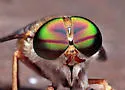 Tabanus pallidescens - photo 4