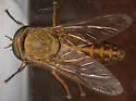 Tabanus pallidescens - photo 5