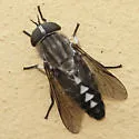 Tabanus petiolatus - photo 3
