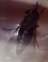 Tabanus petiolatus - photo 4