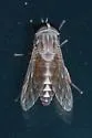 Tabanus petiolatus - photo 5