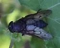 Tabanus proximus - photo 2