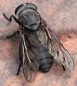 Tabanus proximus - photo 3