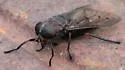 Tabanus proximus - photo 4