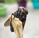 Tabanus proximus - photo 5