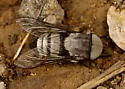 Tabanus pruinosus
