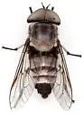 Tabanus pruinosus - photo 2