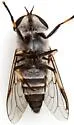 Tabanus pruinosus - photo 3