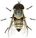 Tabanus pruinosus - photo 4