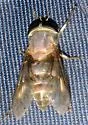 Tabanus pruinosus - photo 5