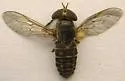 Tabanus pumilus