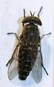 Tabanus pumilus - photo 3
