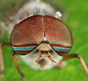 Tabanus pumilus - photo 4
