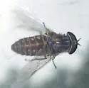 Tabanus pumilus - photo 5