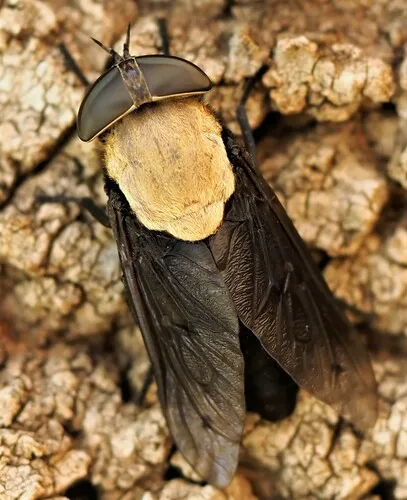 Western Horse Fly - photo 3