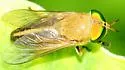 Tabanus quinquevittatus - photo 2