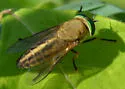 Tabanus quinquevittatus - photo 3