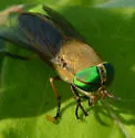 Tabanus quinquevittatus - photo 4