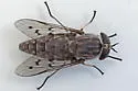 Tabanus reinwardtii