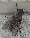 Tabanus reinwardtii - photo 2