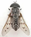 Tabanus reinwardtii - photo 3