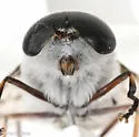 Tabanus reinwardtii - photo 4