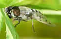 Tabanus reinwardtii - photo 5