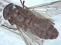 Tabanus rufofrater