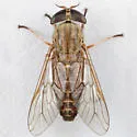 Tabanus sackeni - Tabanus sackeni