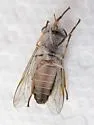 Tabanus sackeni - photo 2