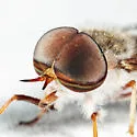 Tabanus sackeni - photo 4