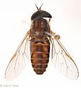 Tabanus sackeni - photo 5