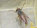 Tabanus sagax - photo 2