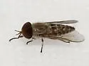 Tabanus sagax - photo 3