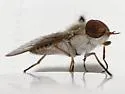 Tabanus sagax - photo 4