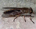 Tabanus sagax - photo 5