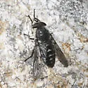 Tabanus sequax - Tabanus sequax
