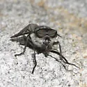 Tabanus sequax - photo 2