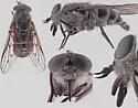 Tabanus sequax - photo 3