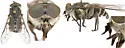 Tabanus sequax - photo 4