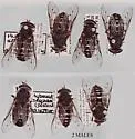 Tabanus sequax - photo 5